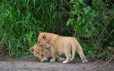oynarken, Afrika aslan yavruları. yaban hayatı resim. 