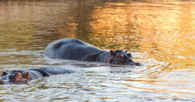  hipopotamın doğal ortamında aldı.