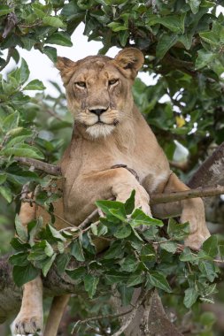 Ağaçta, dişi aslan kapatın. Milli Parkı, Afrika. 