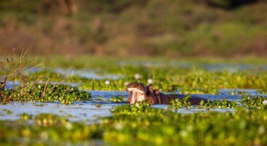  su aygırı doğal ortamında aldı.