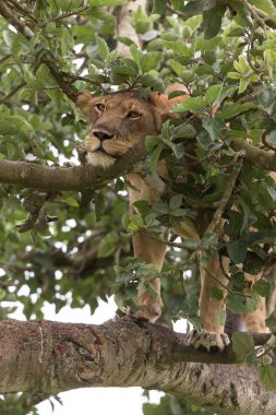 Ağaçta, dişi aslan kapatın. Milli Parkı, Afrika. 