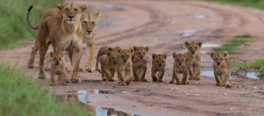 cubs of lion,   Africa.  picture of wildlife. Animals clipart