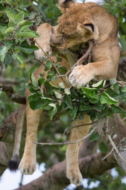 dişi aslan ağaç üzerinde rahatlatıcı kapatın. Milli Parkı, Afrika. 