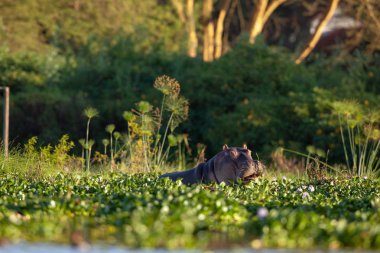  su aygırı doğal ortamında aldı.