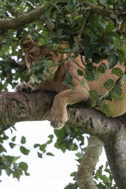 dişi aslan ağaç üzerinde rahatlatıcı kapatın. Milli Parkı, Afrika. 
