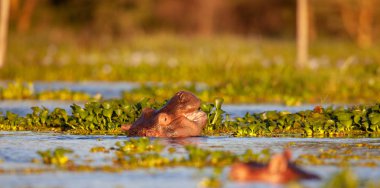  hipopotamın doğal ortamında aldı.