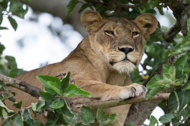 Milli Parkı, Afrika. dişi aslan ağaç üzerinde rahatlatıcı