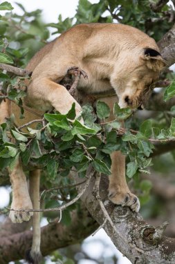 Ağaçta, dişi aslan kapatın. Milli Parkı, Afrika. 