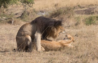 Aslan ve aslan savana, Afrika. 
