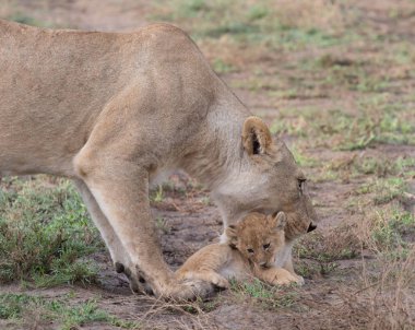 dişi aslan ve yavrusunu Afrika. yaban hayatı resim. 