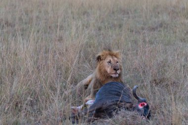  başarılı avcılık sonra ölü wildebeest yakın aslan. Bu yaban hayatı gösterir mükemmel bir Illustration olduğunu