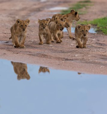 yürüme, Afrika aslan yavruları. yaban hayatı resim. 