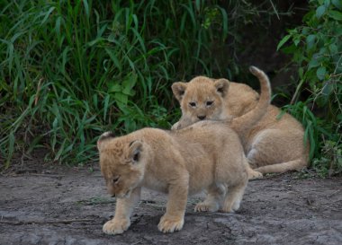 oynarken, Afrika aslan yavruları. yaban hayatı resim. 