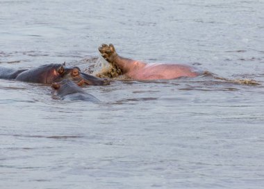  hipopotamın doğal ortamında aldı.