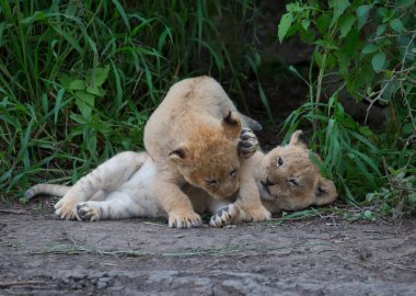oynarken, Afrika aslan yavruları. yaban hayatı resim. 
