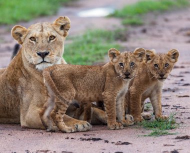 Dişi yavrularını Afrika. yaban hayatı resim. 
