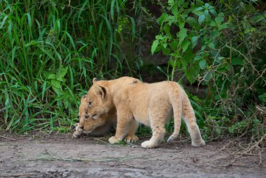 oynarken, Afrika aslan yavruları. yaban hayatı resim. 