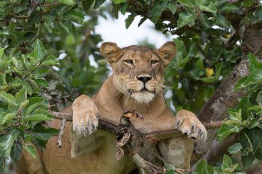 Ağaçta, dişi aslan kapatın. Milli Parkı, Afrika. 