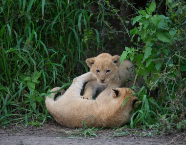 oynarken, Afrika aslan yavruları. yaban hayatı resim. 