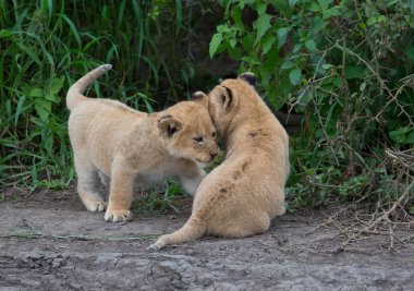 oynarken, Afrika aslan yavruları. yaban hayatı resim. 