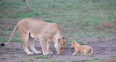 dişi aslan ve yavrusunu Afrika. yaban hayatı resim. 