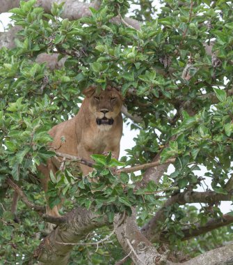 Milli Parkı, Afrika. dişi aslan ağaç üzerinde rahatlatıcı