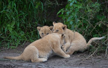 oynarken, Afrika aslan yavruları. yaban hayatı resim. 
