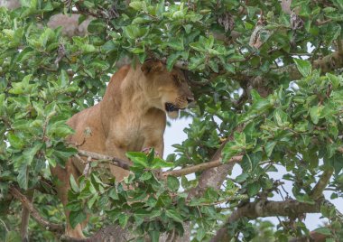 Milli Parkı, Afrika. dişi aslan ağaç üzerinde rahatlatıcı