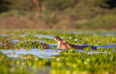  su aygırı doğal ortamında aldı.