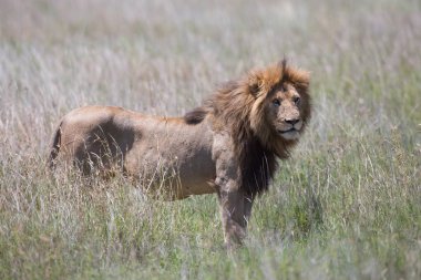 Erkek aslan resmini. yaban hayatı resim. Tanzanya