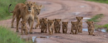 Lionesses with  cubs,   Africa.  picture of wildlife.  clipart