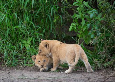 oynarken, Afrika aslan yavruları. yaban hayatı resim. 