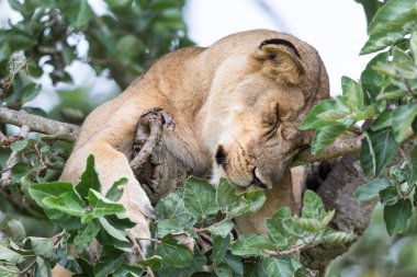 Milli Parkı, Afrika. dişi aslan ağaç üzerinde rahatlatıcı