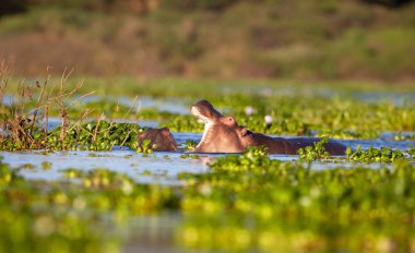  su aygırı doğal ortamında aldı.