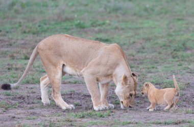 dişi aslan ve yavrusunu Afrika. yaban hayatı resim. 