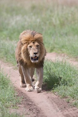 Erkek aslan resmini. yaban hayatı resim. Tanzanya