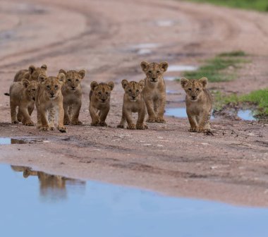 yürüme, Afrika aslan yavruları. yaban hayatı resim. 