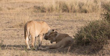 Savanna, Afrika 'da lionesses. Bu yaban hayatı iyi bir resim. 