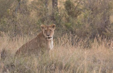Savana, Afrika içinde dişi aslan. Dişi aslan Afrika savana gidiyor. Yaban hayatı iyi resmi vardır. 