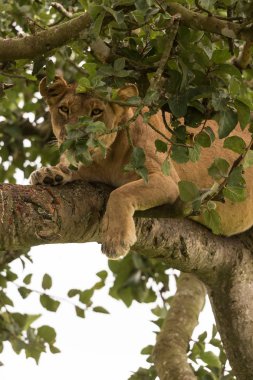 Ağaçta, dişi aslan kapatın. Milli Parkı, Afrika. 