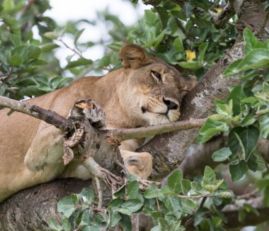 dişi aslan ağaç üzerinde rahatlatıcı kapatın. Milli Parkı, Afrika. 