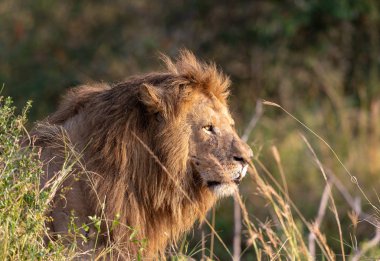 aslan resmini. yaban hayatı resim. Tanzanya