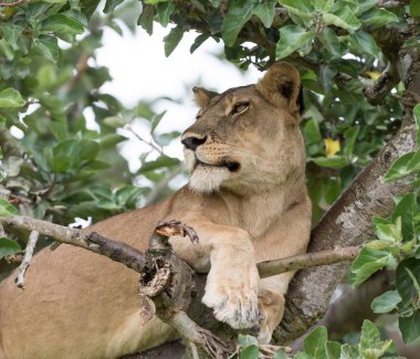 dişi aslan ağaç üzerinde rahatlatıcı kapatın. Milli Parkı, Afrika. 