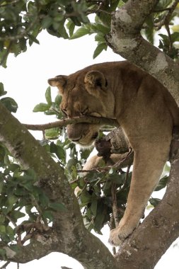 Milli Parkı, Afrika. dişi aslan ağaç üzerinde rahatlatıcı