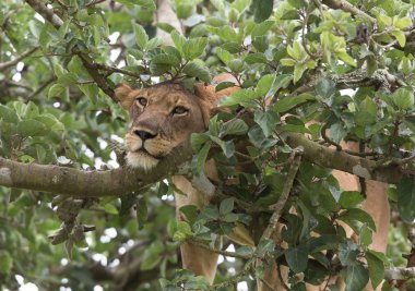 Ağaçta, dişi aslan kapatın. Milli Parkı, Afrika. 