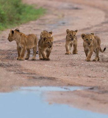 yürüme, Afrika aslan yavruları. yaban hayatı resim. 