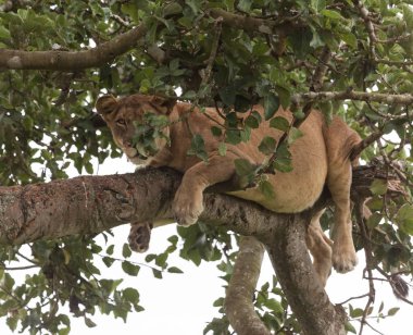 dişi aslan ağaç üzerinde rahatlatıcı kapatın. Milli Parkı, Afrika. 