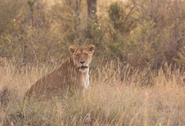 Savana, Afrika içinde dişi aslan. Dişi aslan Afrika savana gidiyor. Yaban hayatı iyi resmi vardır. 