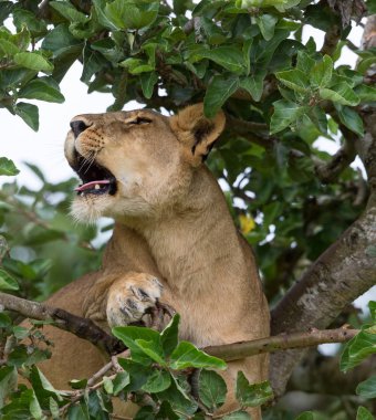 Ağaçta, dişi aslan kapatın. Milli Parkı, Afrika. 