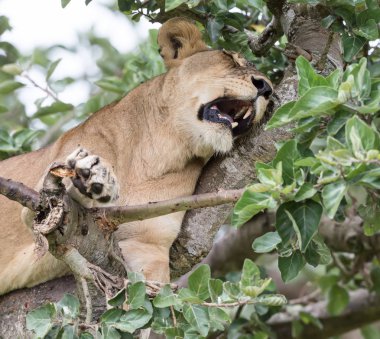 Ağaçta, dişi aslan kapatın. Milli Parkı, Afrika. 